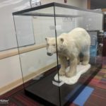 Großvitrine für einen Polarbären in den USA